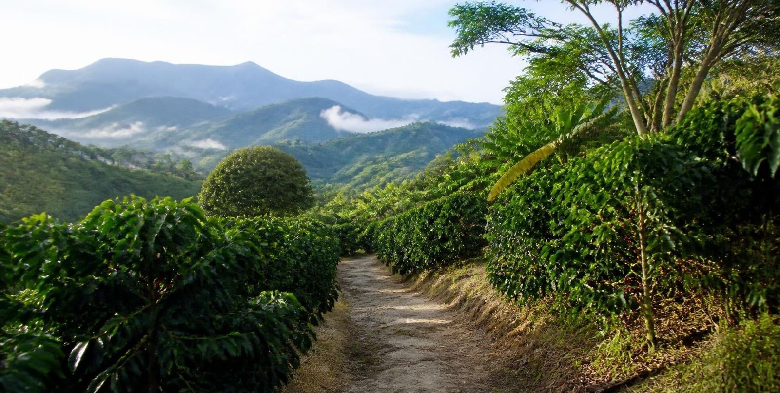 Camino entre cafetales en las montañas de Colombia, símbolo del proceso de Jobli